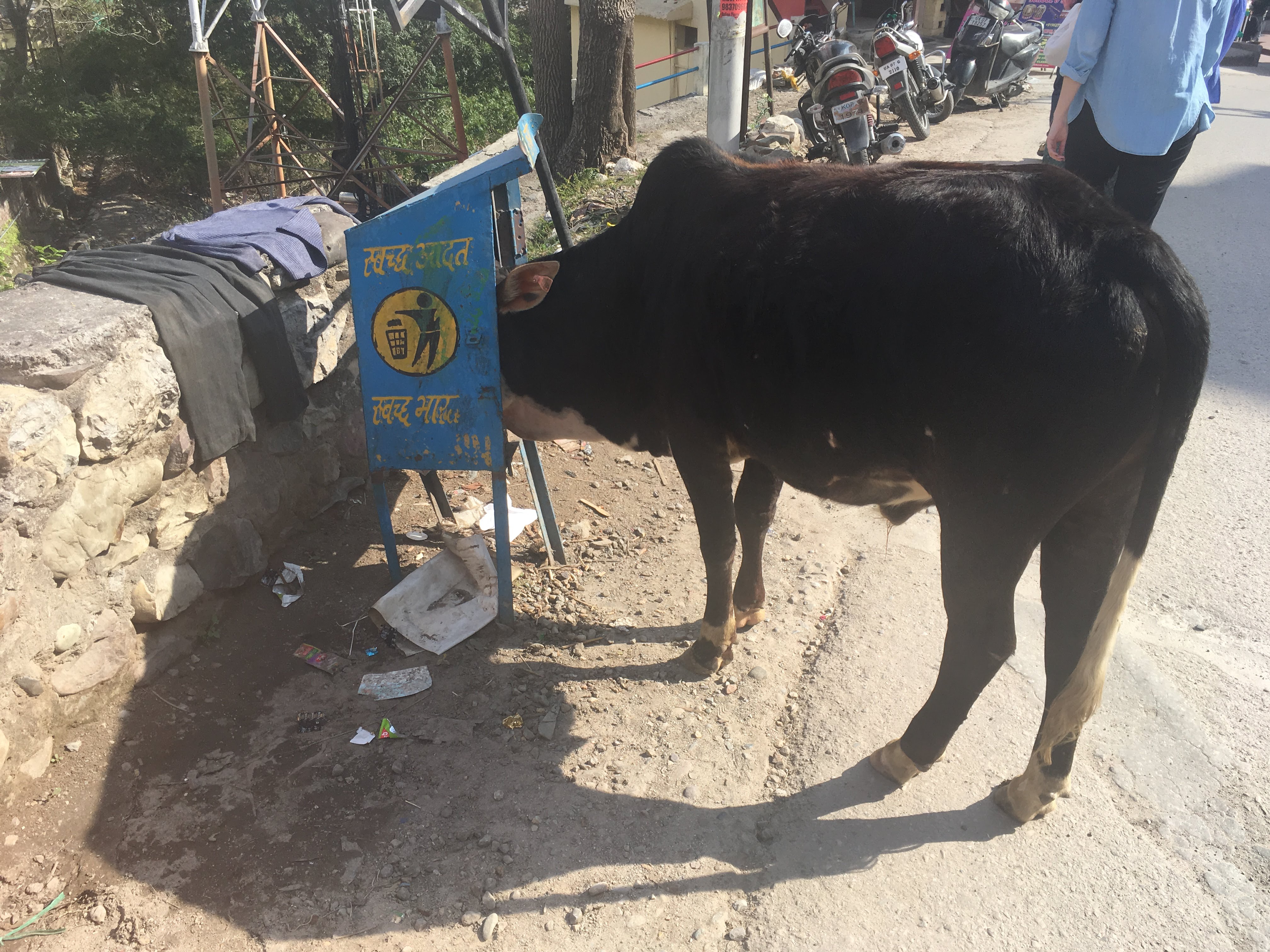 Cow eating in the street- Rishikesh