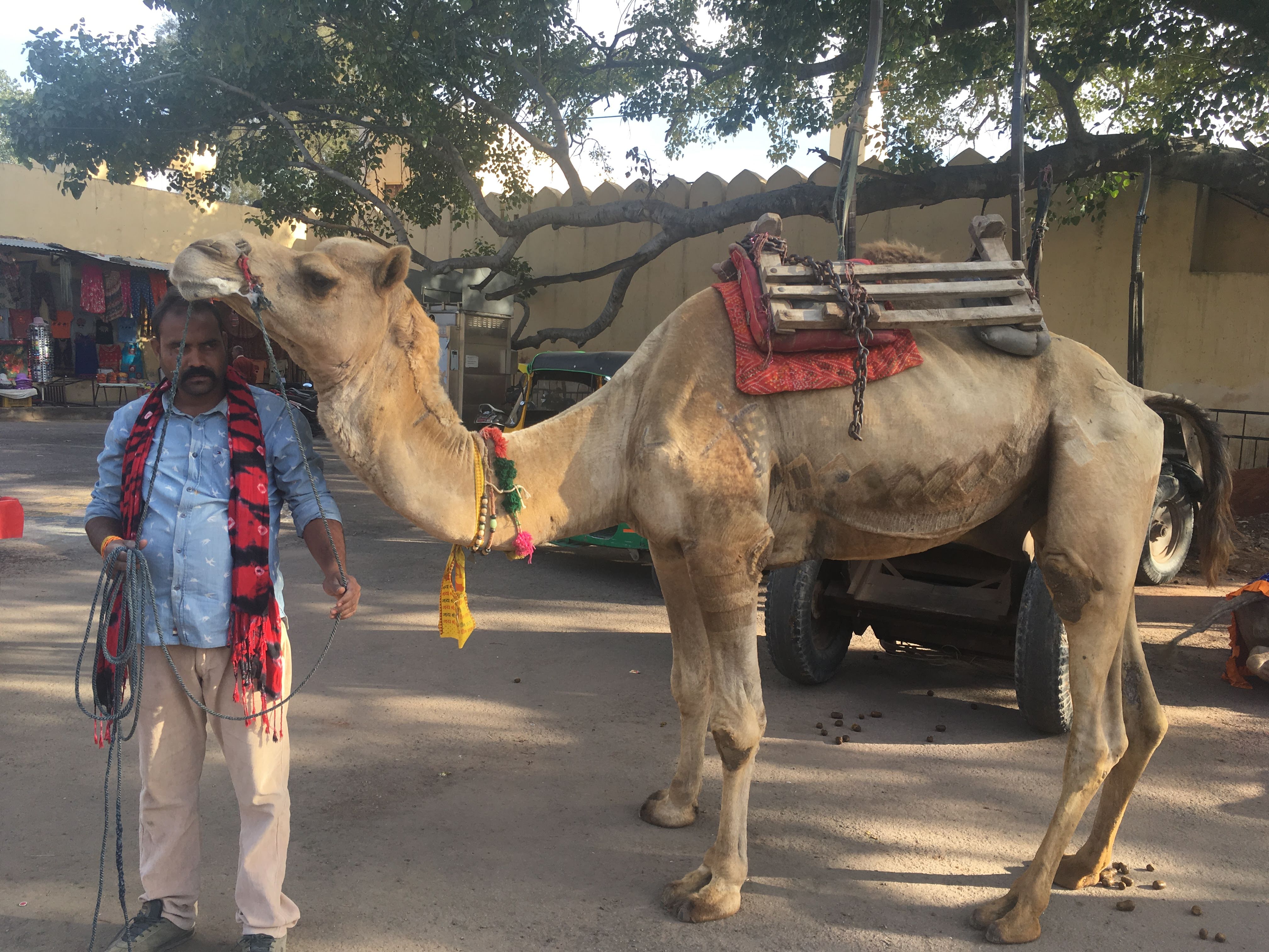 Guy with camel- Jaipur