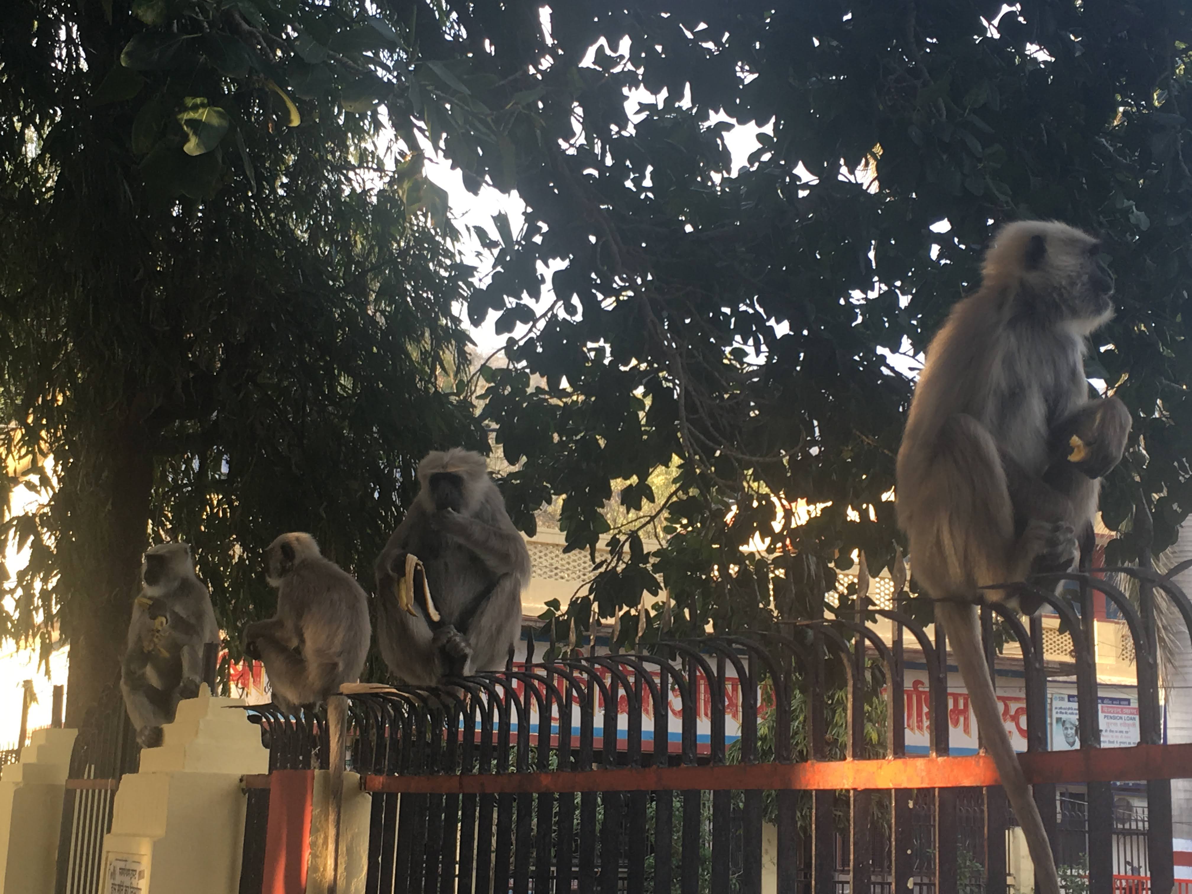 Monkeys on an iron gate- Rishikesh